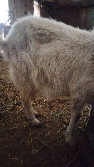 Заненски сүтті ешкі сатылады