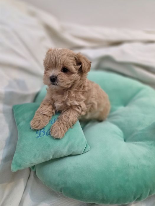 Maltipoo teacup, mini toy