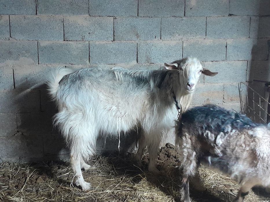 Теке Теке еркек теке