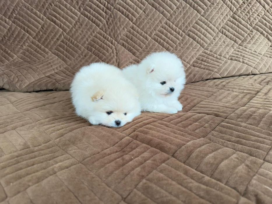 Померанские мини шпицы .