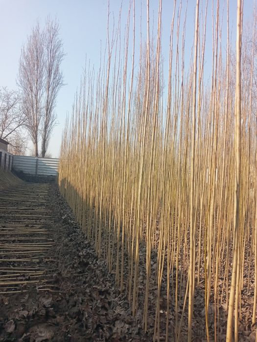 Õzbekiston terak kõchatlar