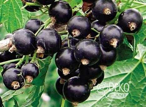 Саженцы плодовых с питомника