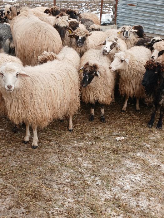 Vand 33 de oi depuse de fatare