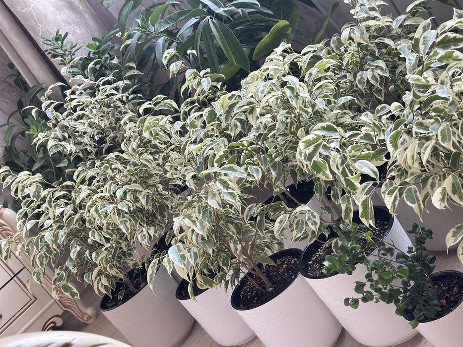 Комнатные цветы разные