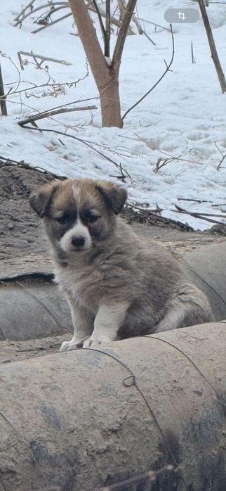 Отдам щенков в добрые руки