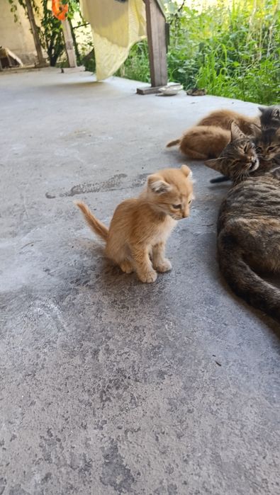 Парадные домашние котята