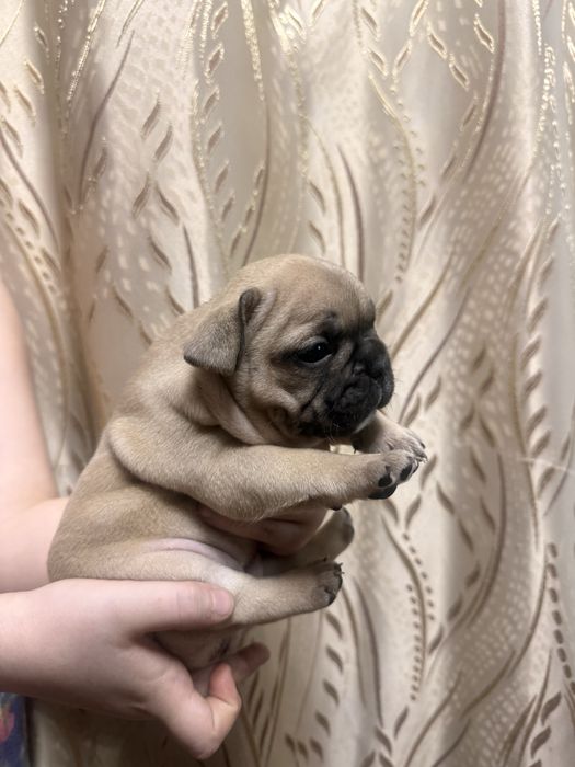 Девочки француженки