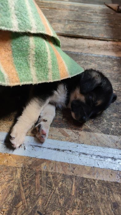 Щенки Срочно Бесплатно!