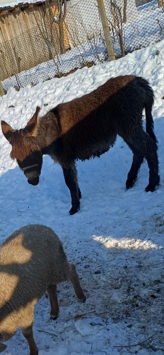 Pui de magar de vanzare