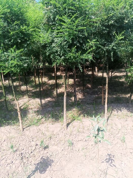 Декоративные саженцы — от фирмы Samarqand Agro Dizayn!