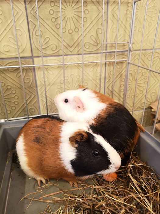 Pet sitter - cazare animale pisici, căței, animale exotice