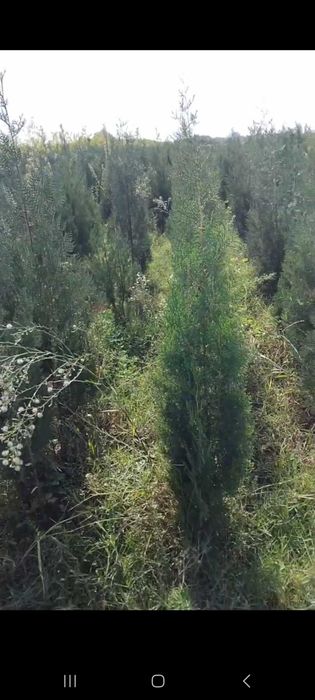 Можжевельник кучатлари сотилади