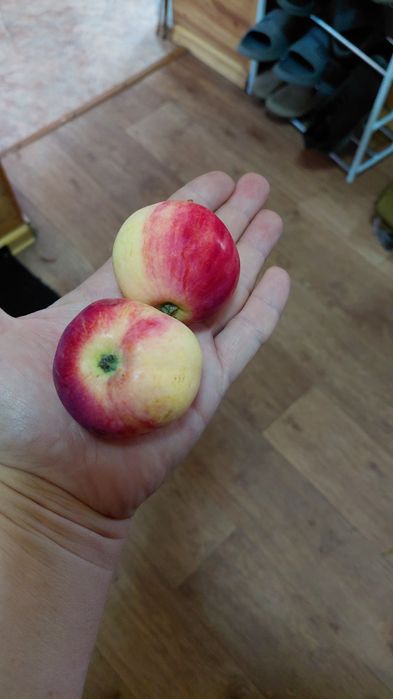 Продам ранетки крупные