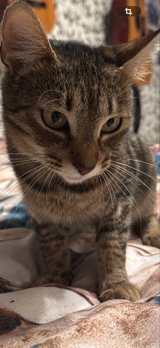 Adoptie pisicuta