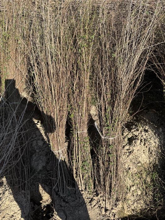 Вяз (карагач) оптом