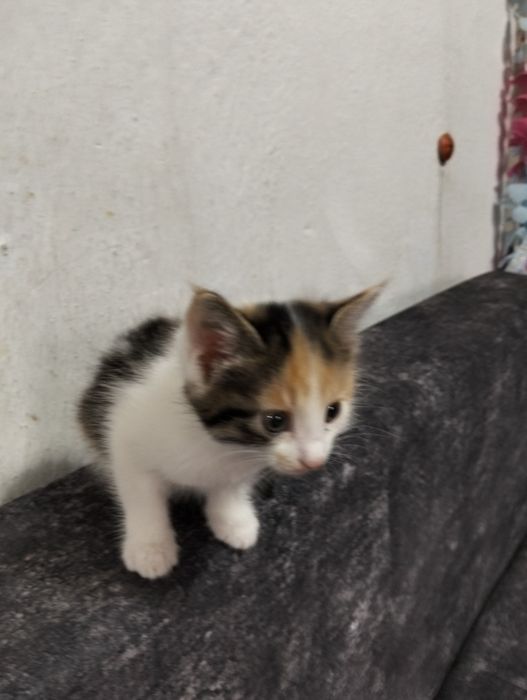 Котята в добрые руки.