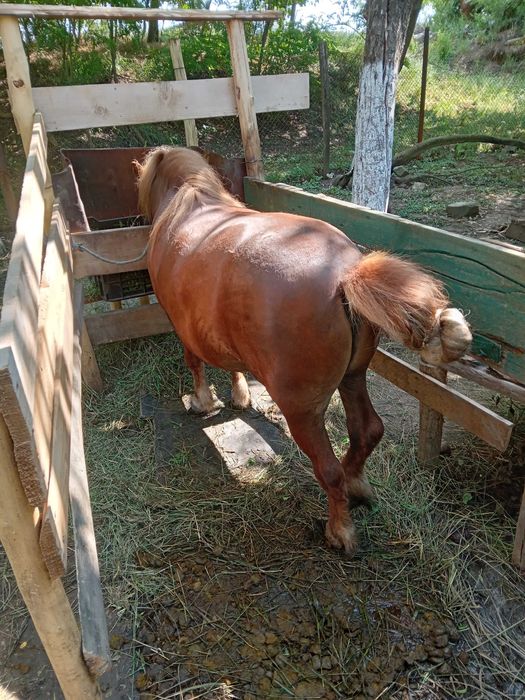 Ponei de vanzare