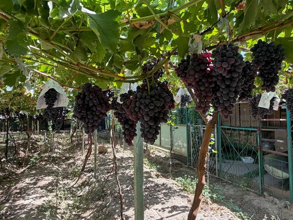 Продам Виноград / Uzum sotaman