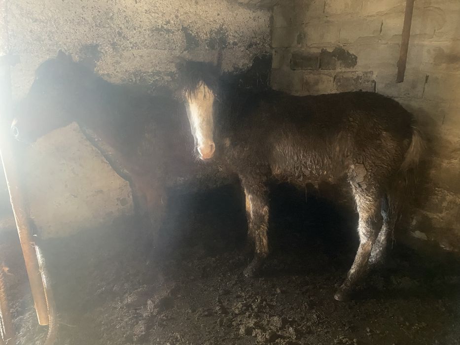 Тай сатылады 2 бас