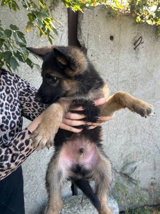 Продам щенят немецкая овчарка