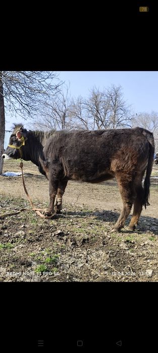Продам тёлку Алатауской породы!