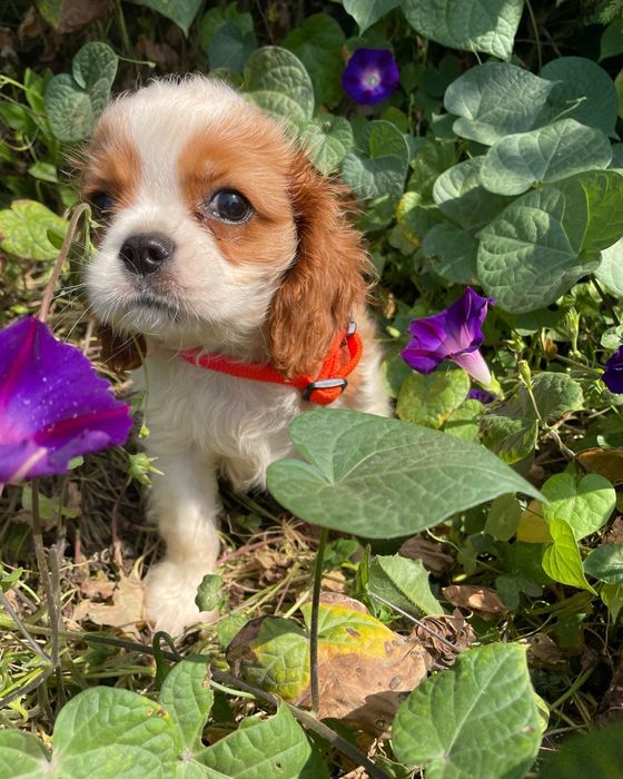 Кавалер кинг чарльз