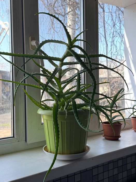 Алоэ растение (столетник)