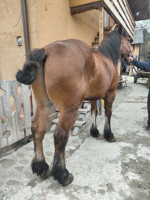 Cal castrat de vanzare inhamat tot