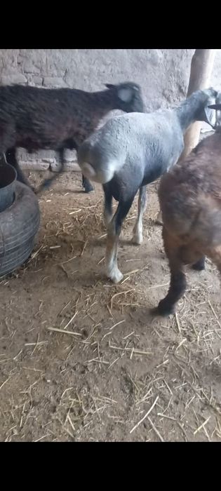 Qo'zi qo'chqorla sotuvda 3 dona