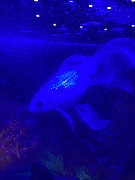 Продам рыбку 20 сантиметров , цена 5000