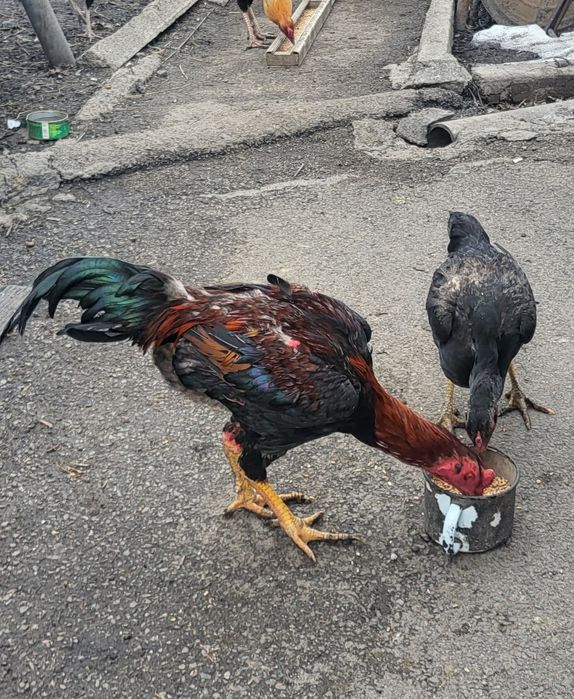 Дакан молодой, август