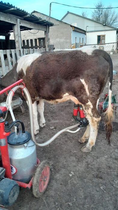 Кашар Телка Продам