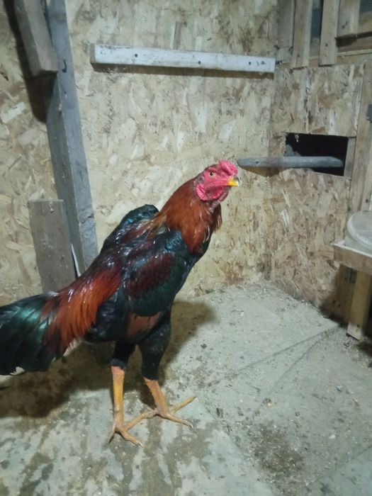 Дакан, апрель. Хороший