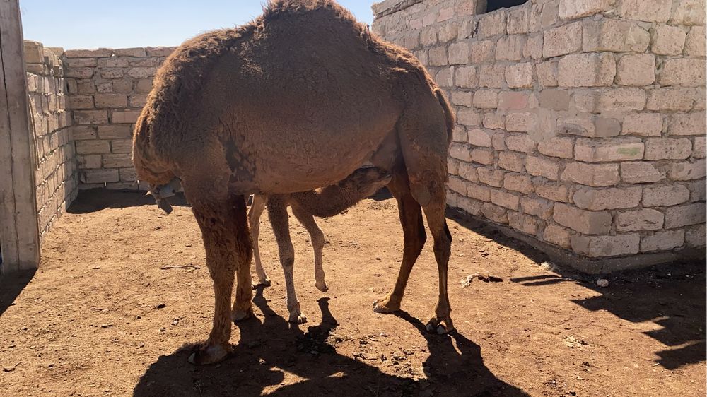 Боталы түйе сатылады