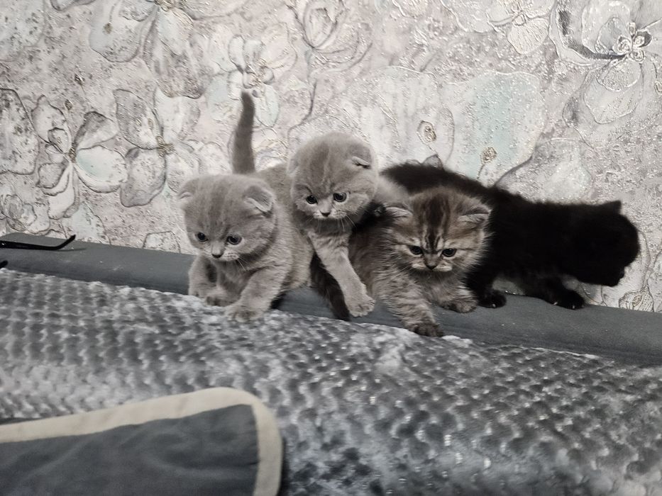 Породистые котята