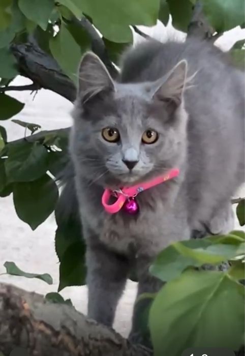 очаровательные котята