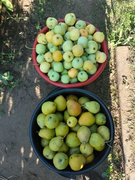 Продам вкусные груши и яблоки