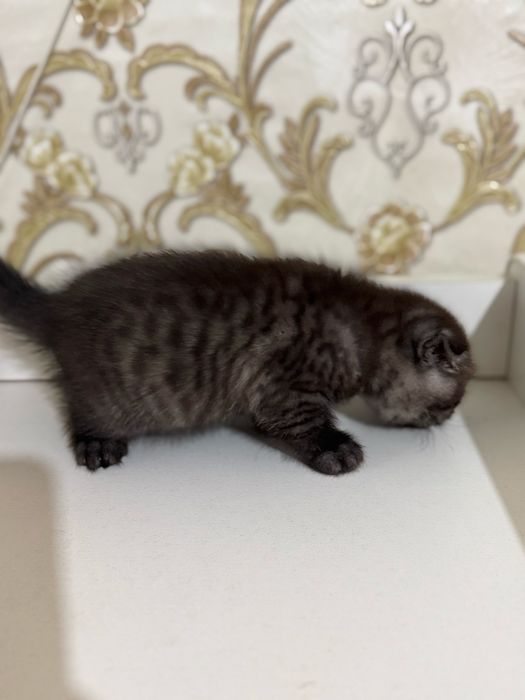 Продам породистых котят