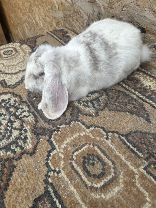 Iepuri berbec german