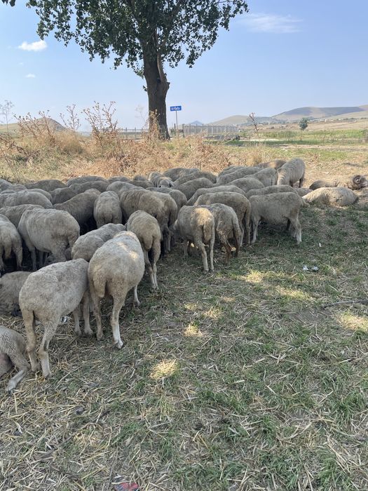 Toata turma 140 oi de vanzare