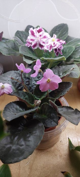 Продаю фиалки.домашние.есть разные сорта.
