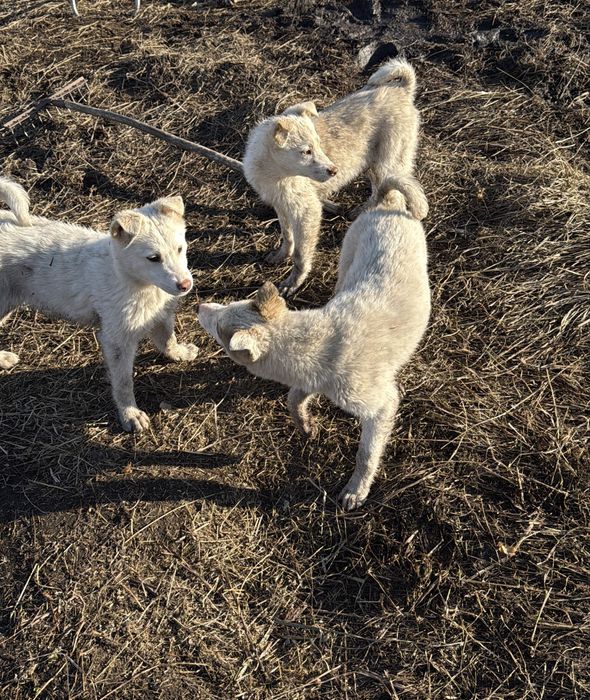 Щенята лайки продам