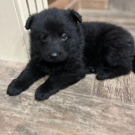 Щенок немецкой овчарки