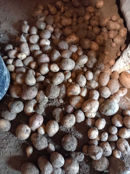 Vind Cartofii de porci preț 1 50