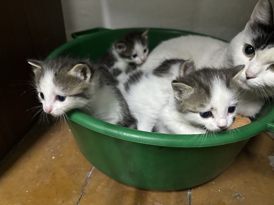 Отдам даром котят