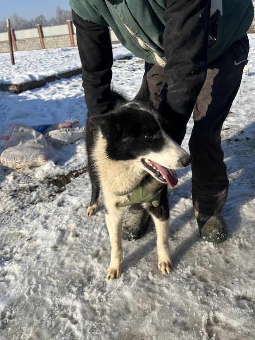 Собаки лайки,кобель и сука