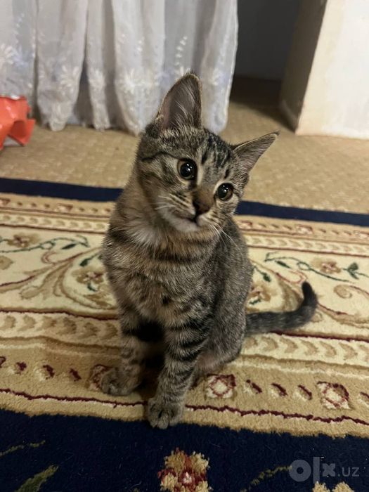 Мушукла берилади