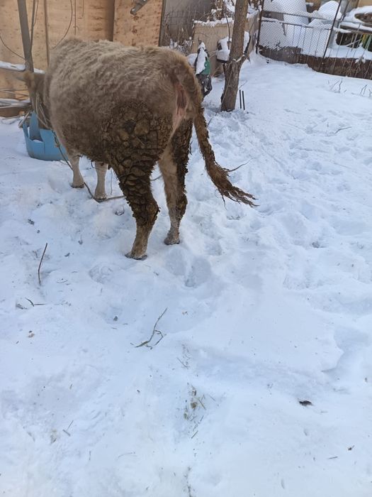 Корова сиыр теленок