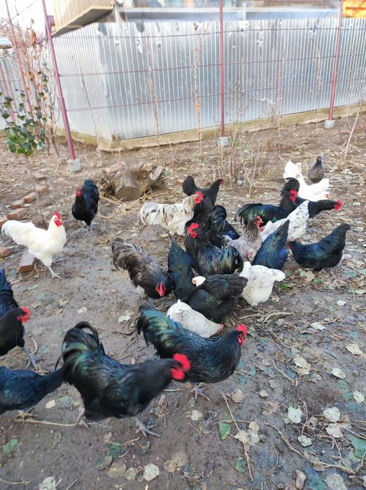 Vând păsări Australorp