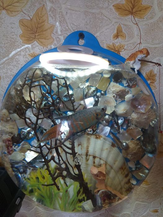 Продам настенный аквариум.